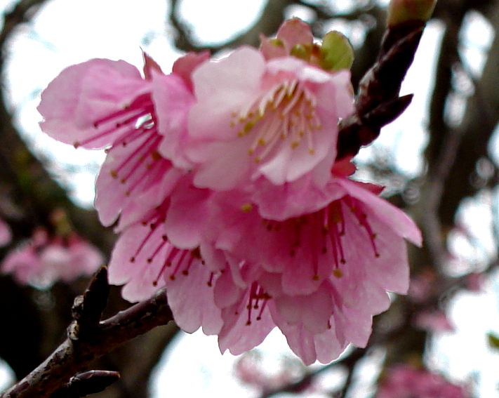 A Sakura flower